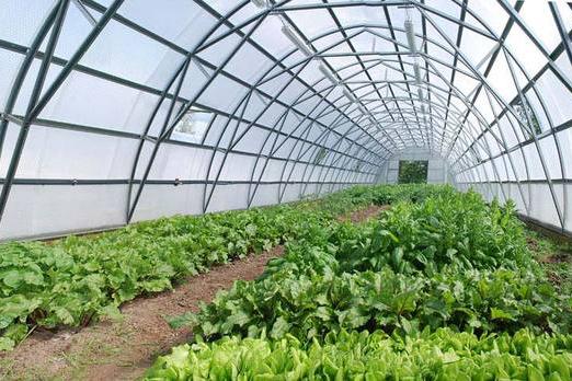 Farmer 100 Planta Size: 25' × 98' × 12,5'  greenhouse 5 Year Warranty 🌹🌹🌹🌹